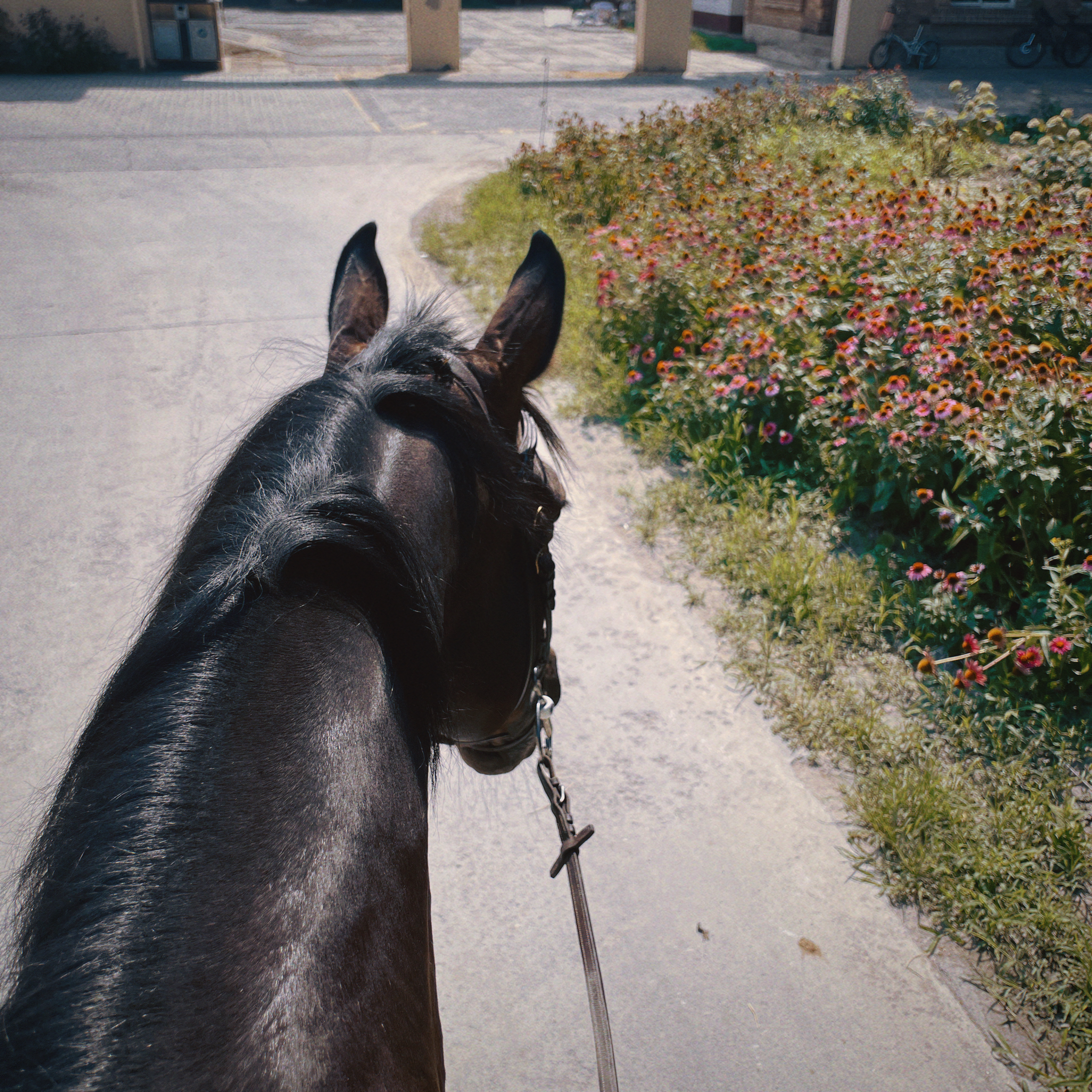 Horse time